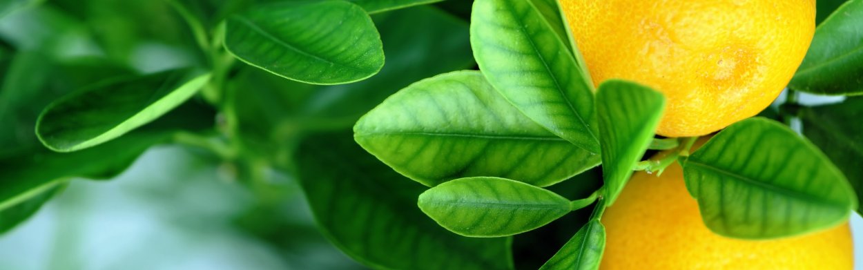 Апельсин с листиком