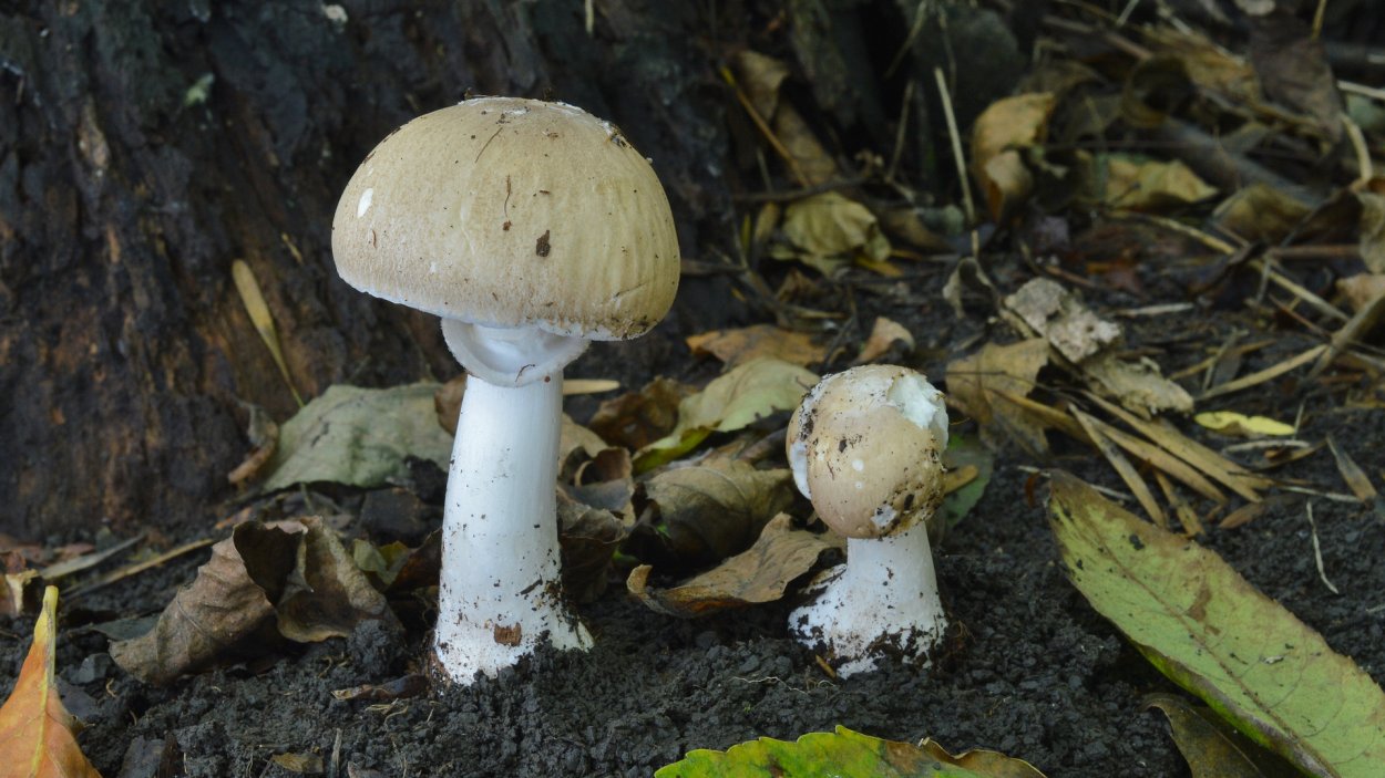 Лепиота краснопластинчатая