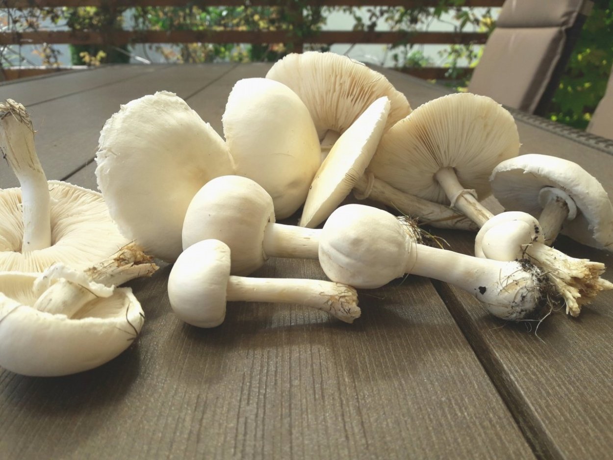 Leucoagaricus naucinus