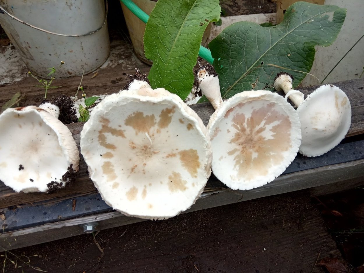 Гриб лепиота краснопластинчатая