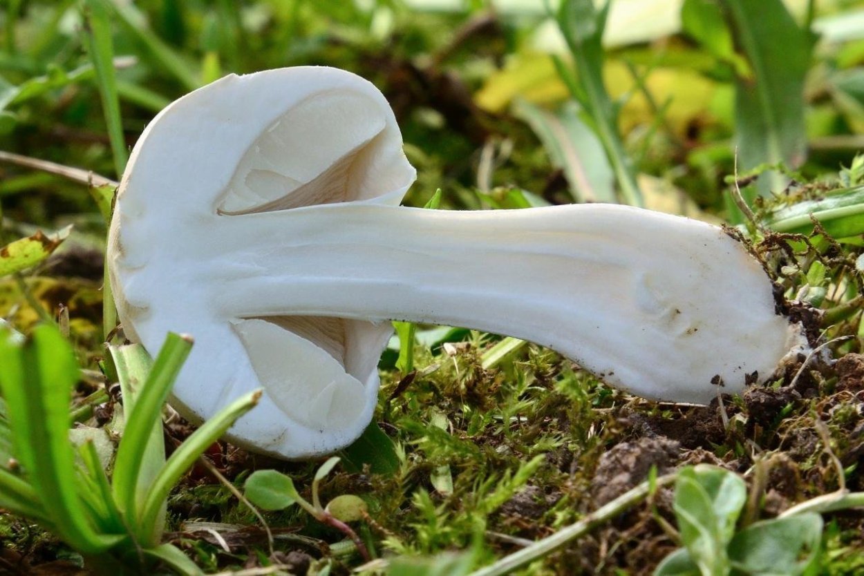 Шампиньон длиннокорневой