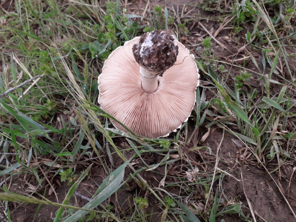 Шампиньон Луговой Agaricus Campestris