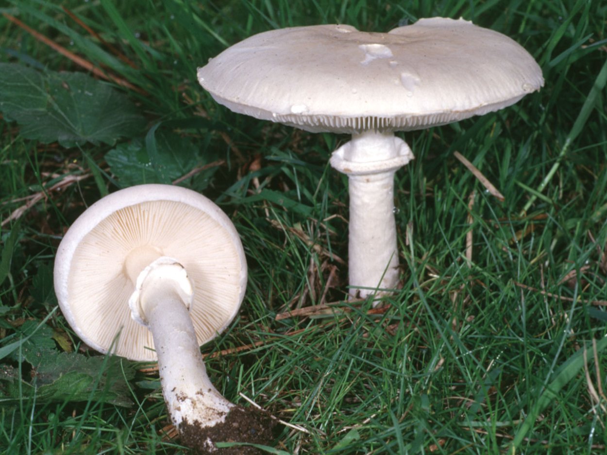 Белошампиньон длиннокорневой (Leucoagaricus barssii)