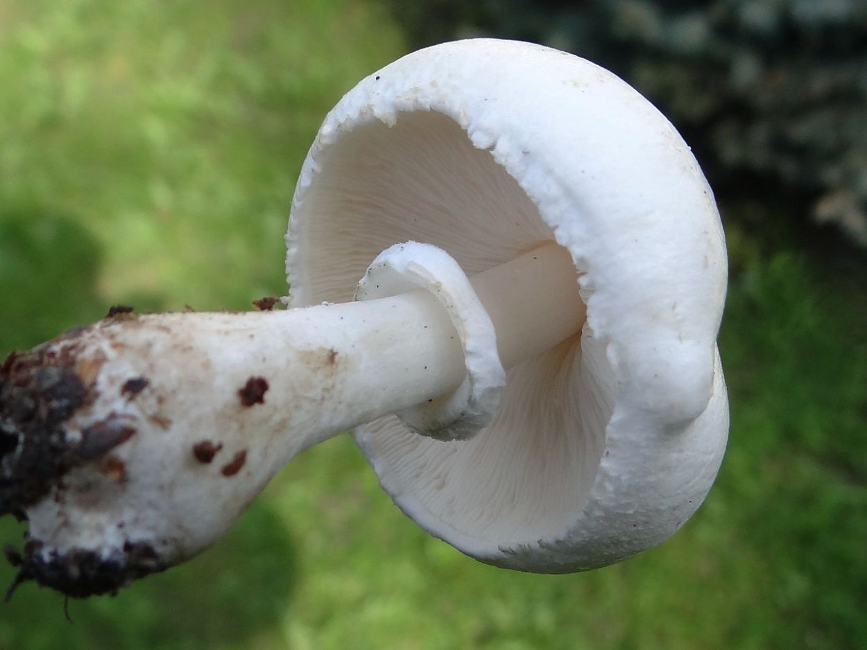 Leucoagaricus barssii