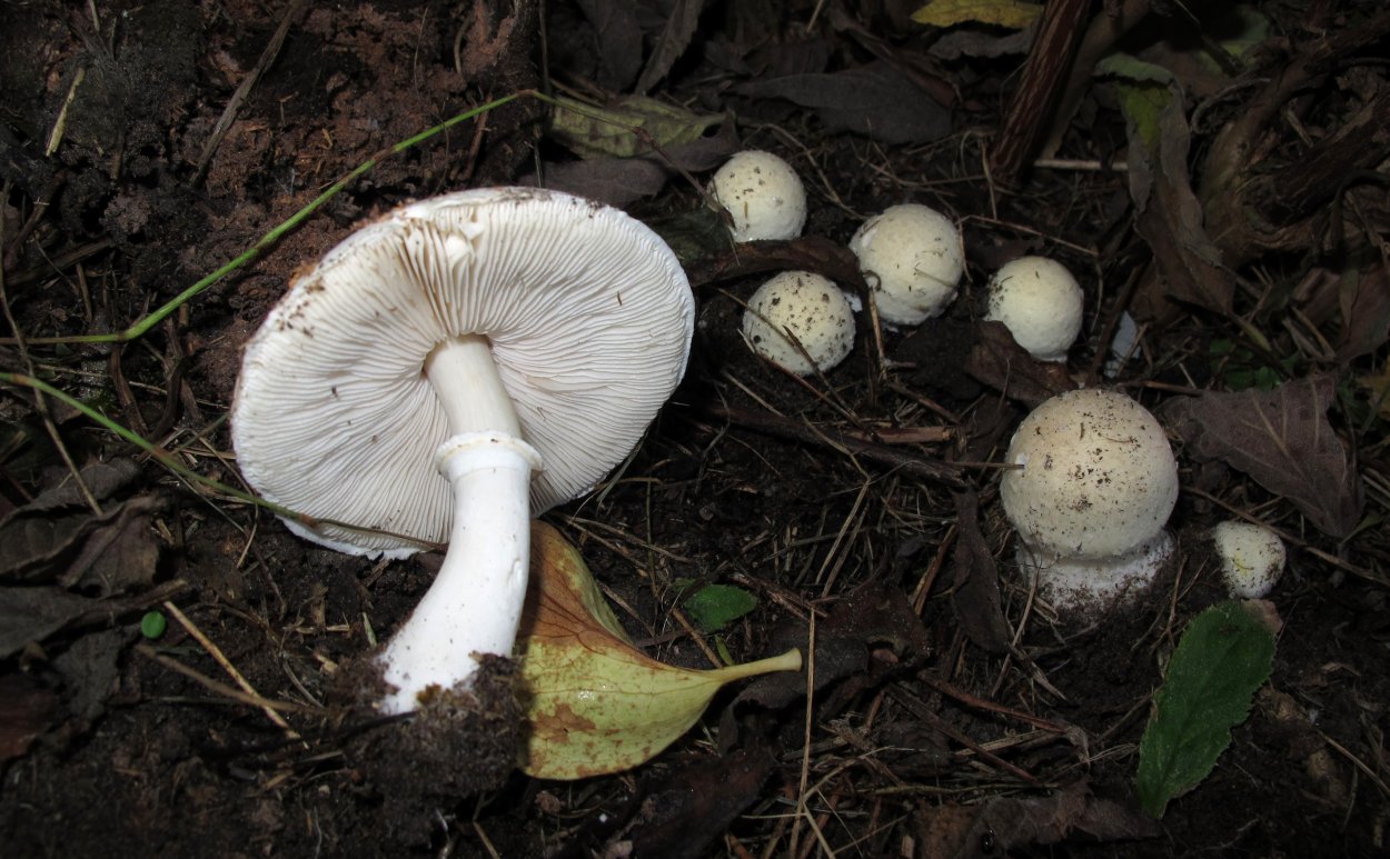 Белошампиньон краснопластинчатый (Leucoagaricus Leucothites)