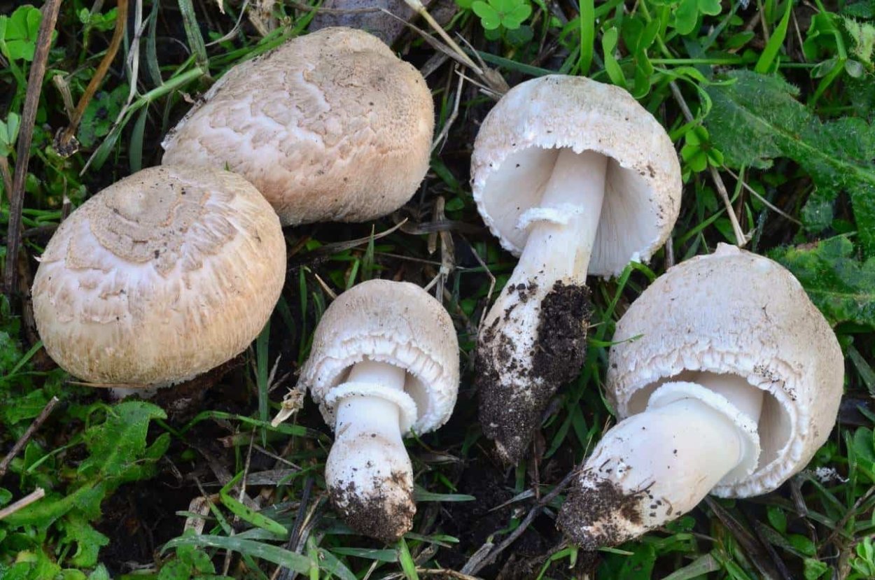 Лепиота краснопластинчатая