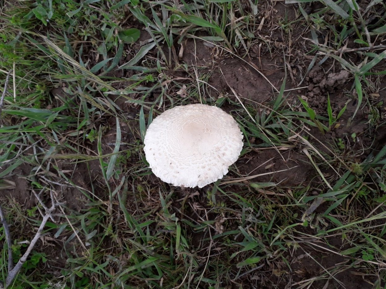 Шампиньон отчетливоклубеньковый