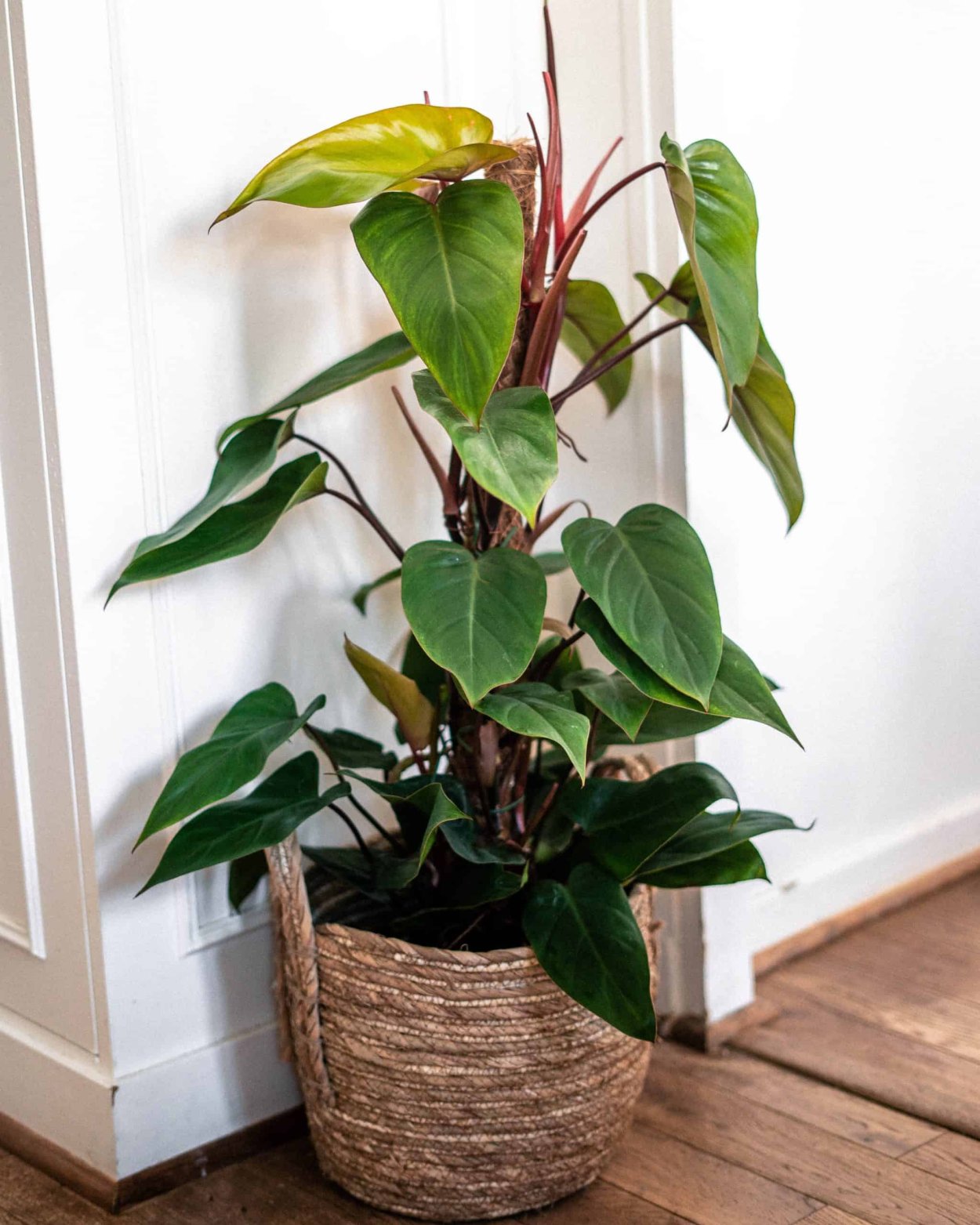 Филодендрон Xanadu