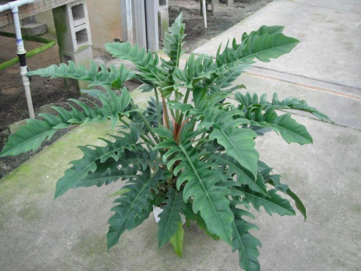 Филодендрон Pink Princess