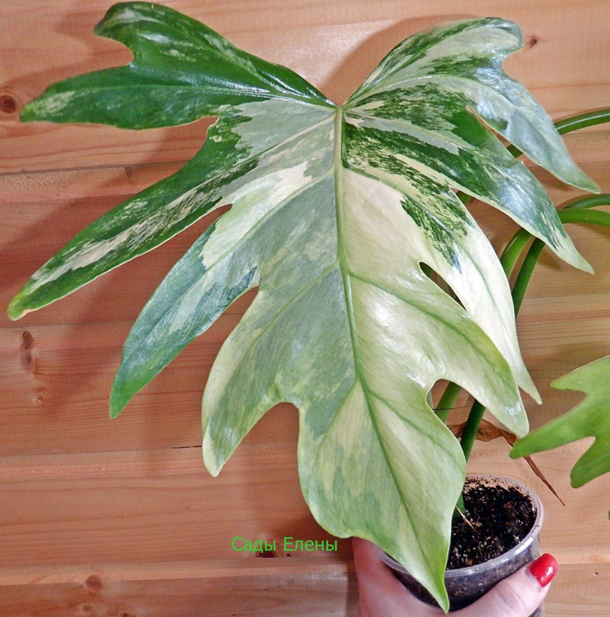 Филодендрон дваждыперистый