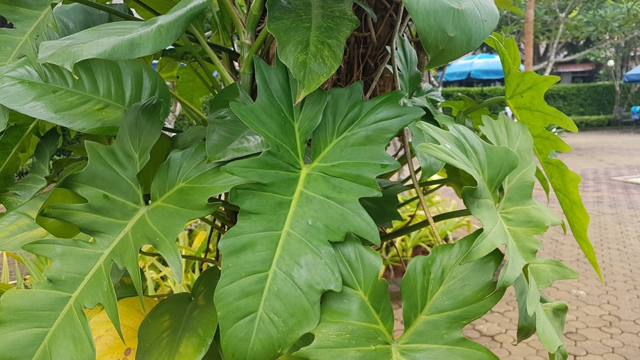 Филодендрон Эванса