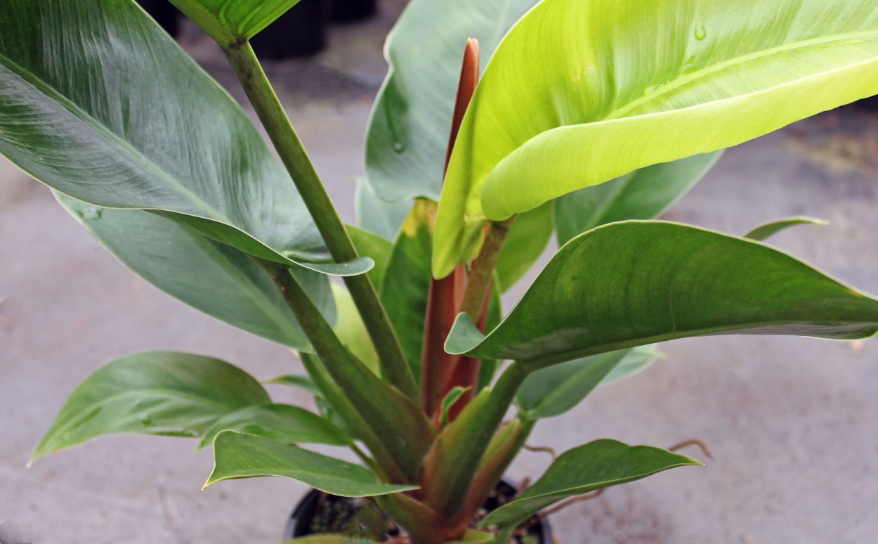 Филодендрон бородавчатый