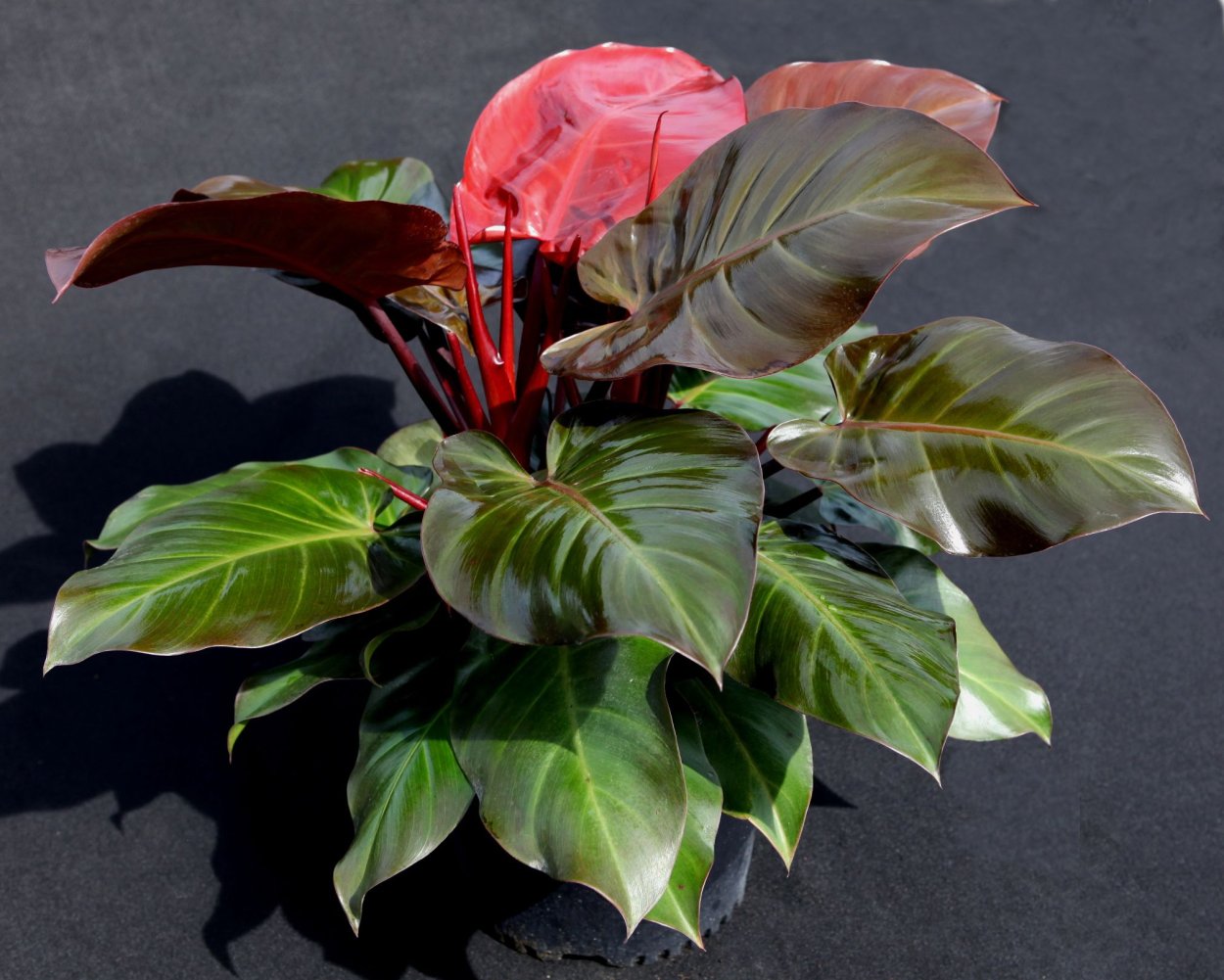 Филодендрон Hybrid