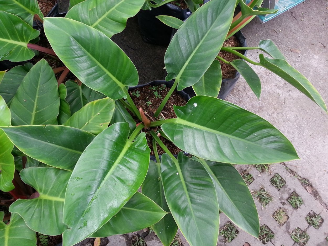 Филодендрон Red Emerald