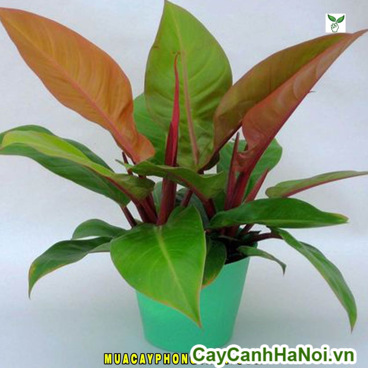 Филодендрон Prince of Orange