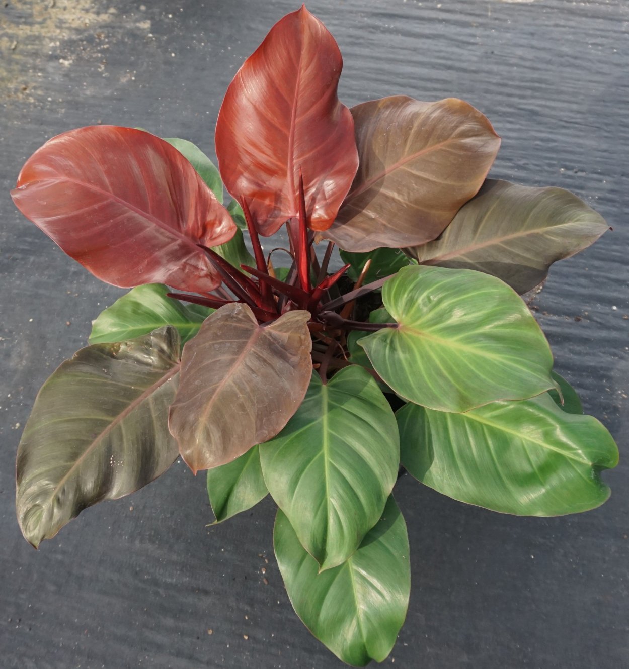 Филодендрон оранж