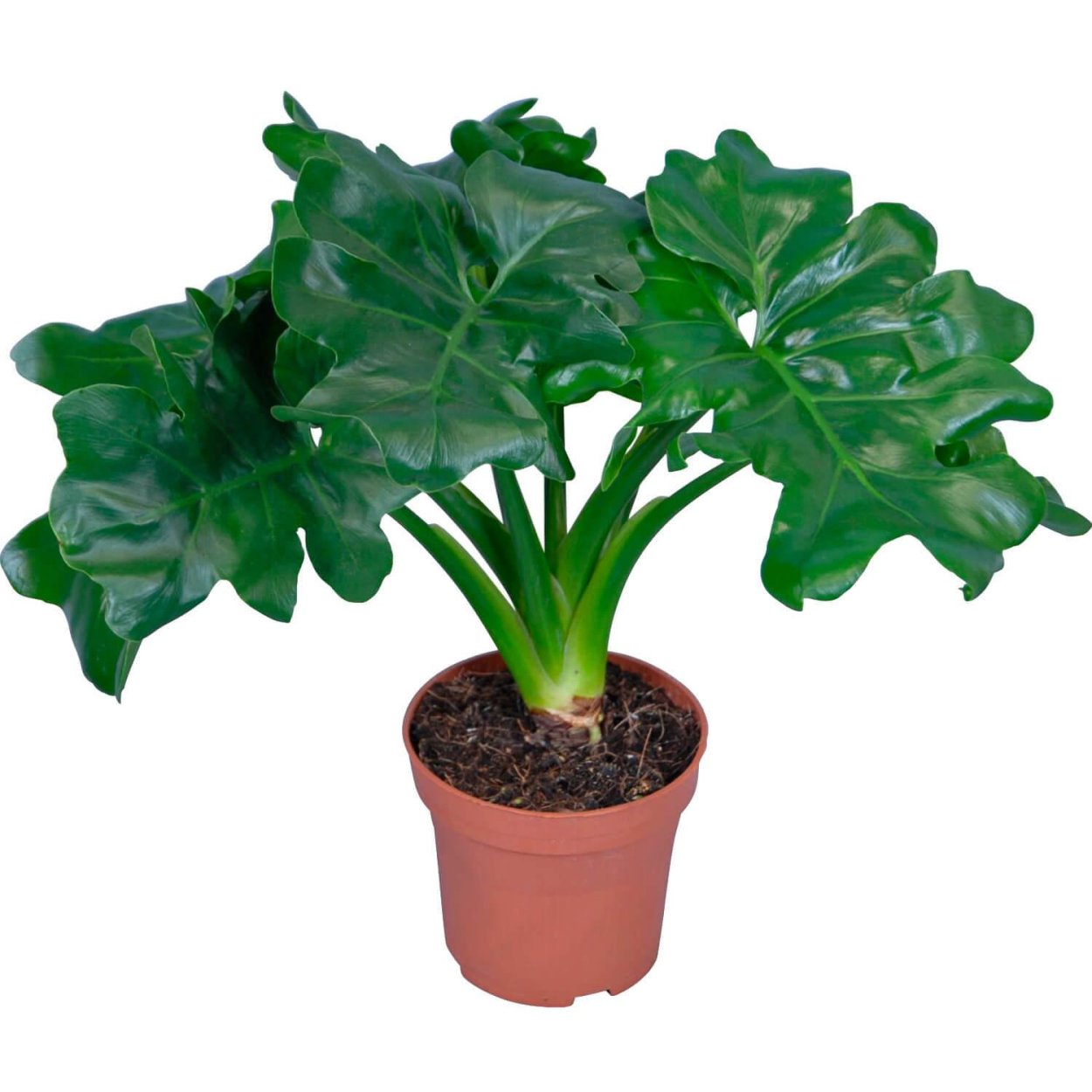 Филодендрон Рохо Конго