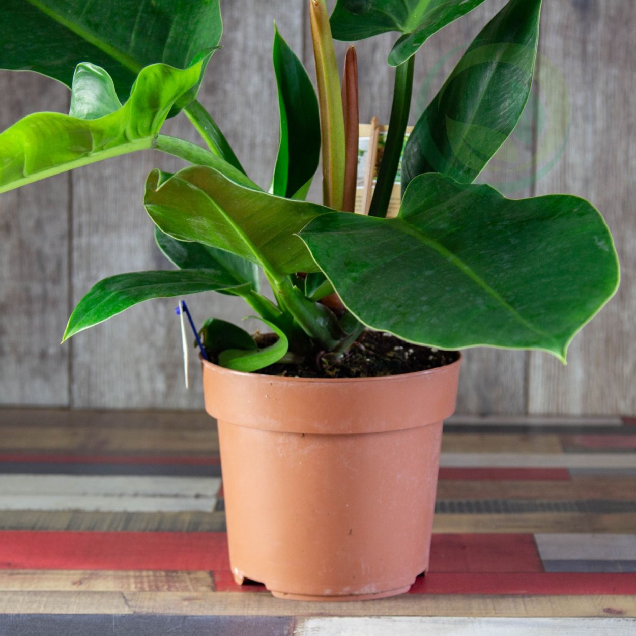 Филодендрон Блэк Кардинал