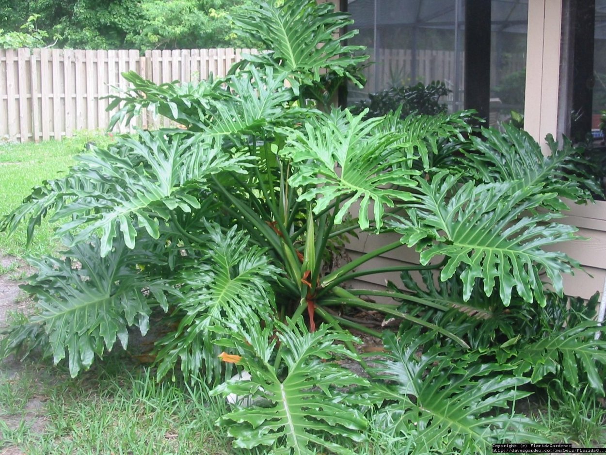 Филодендрон billietiae