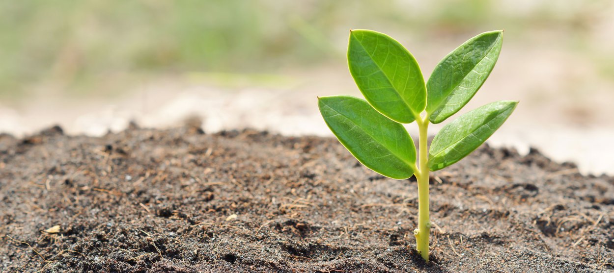 Маленький Росток яблони