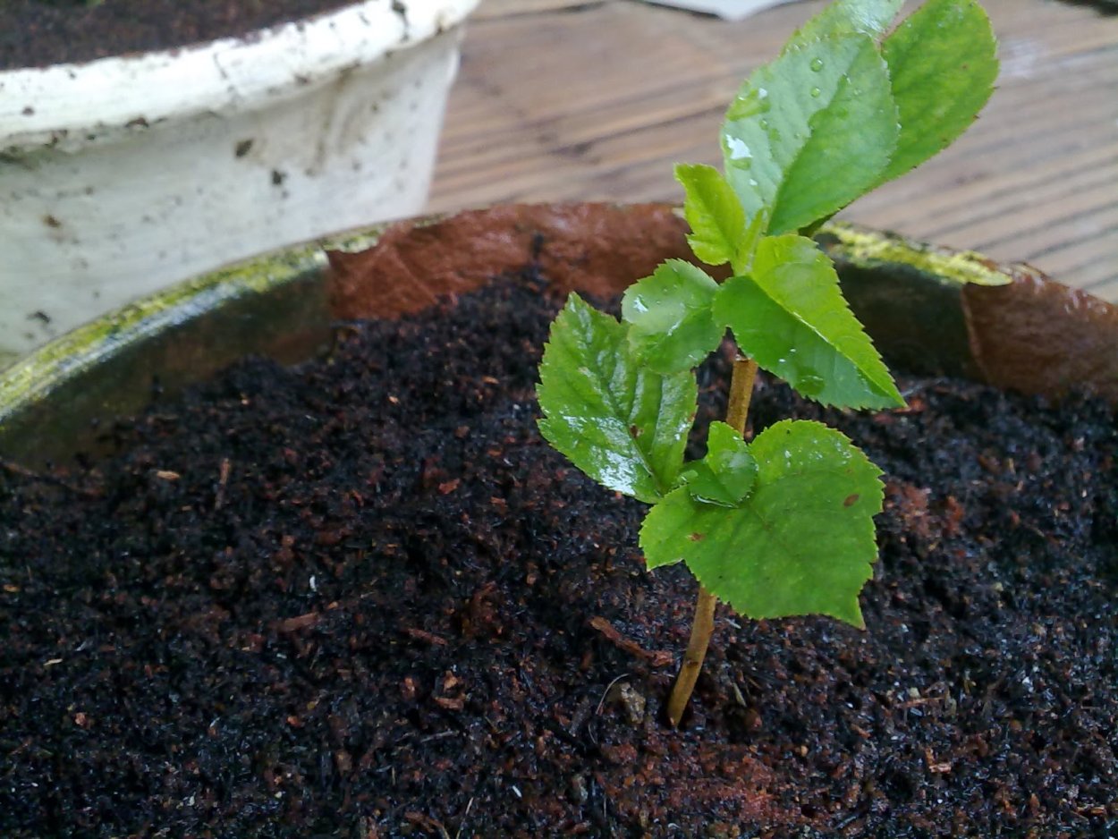 Экология ростки деревьев