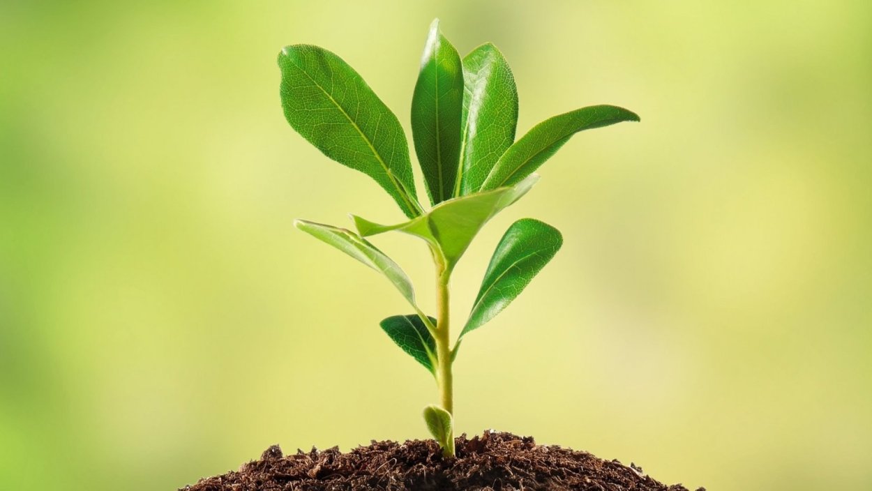 Всходы Росток яблони