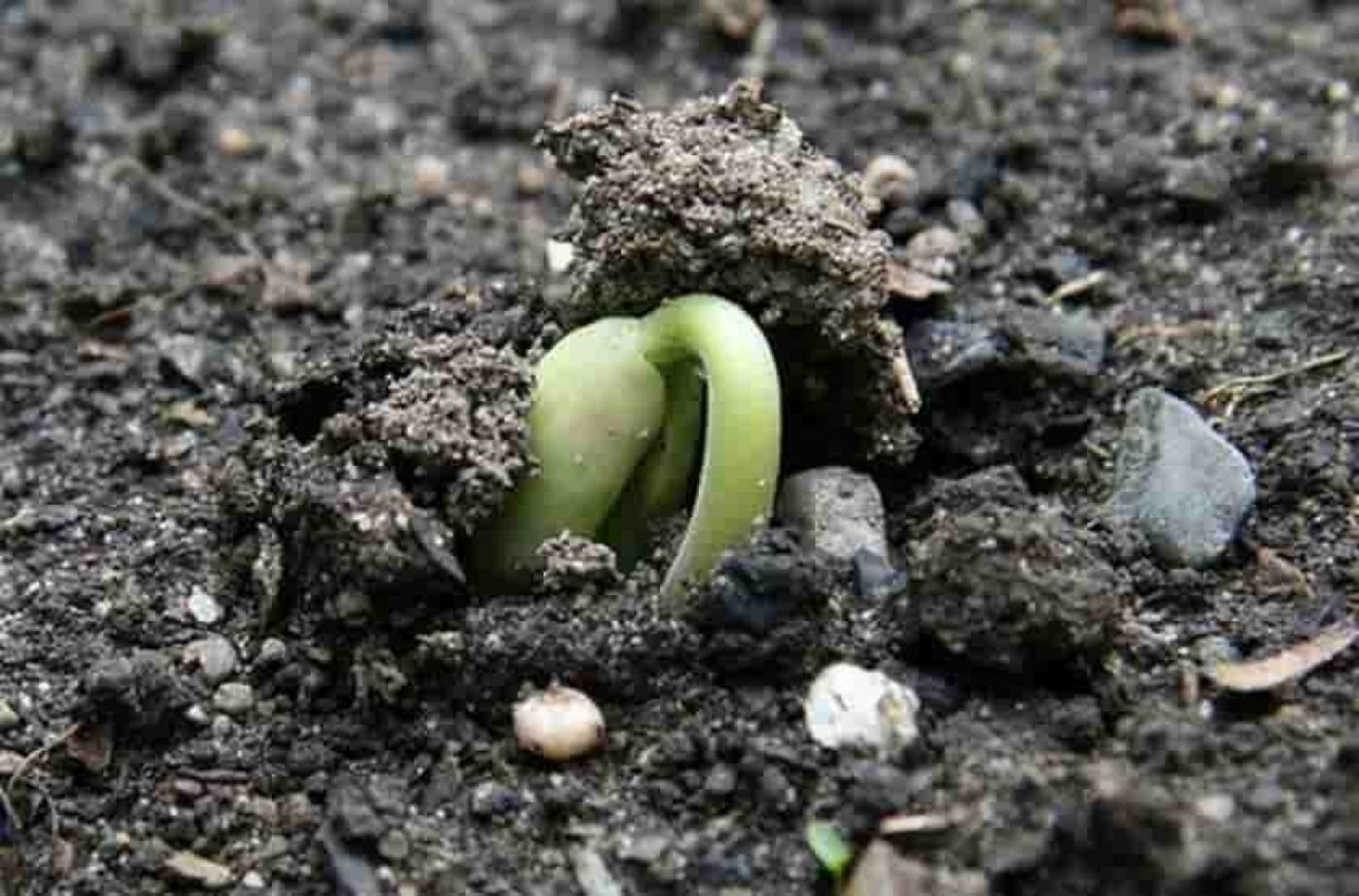 Фон для презентации природа