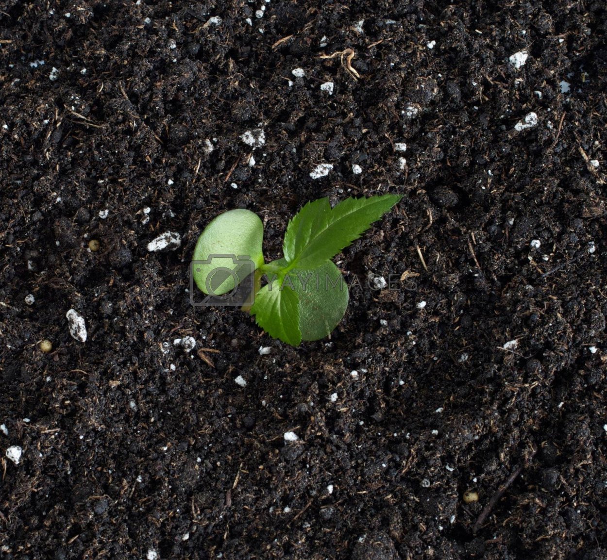 Растения в почве