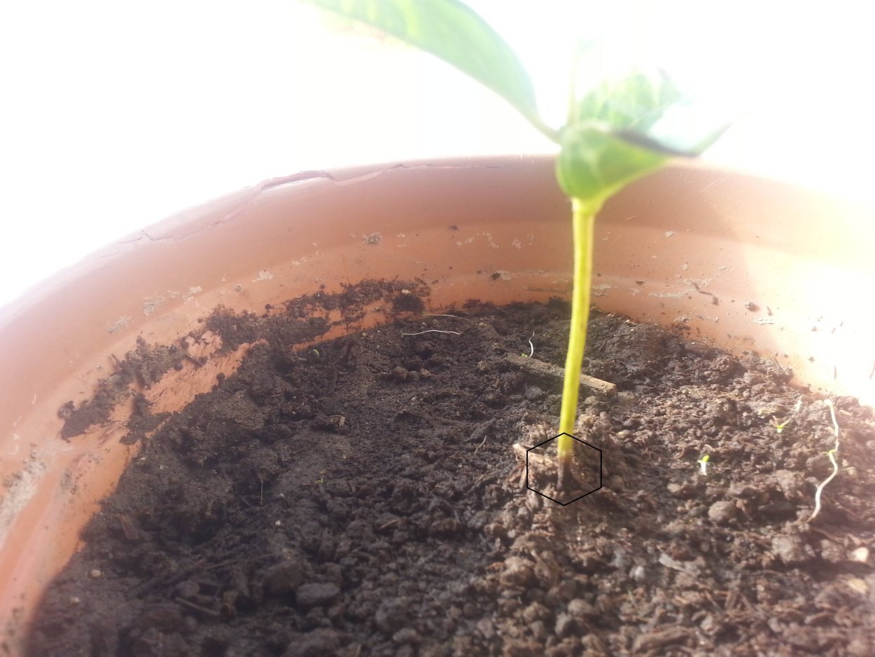 Саженцы алычи двухлетка