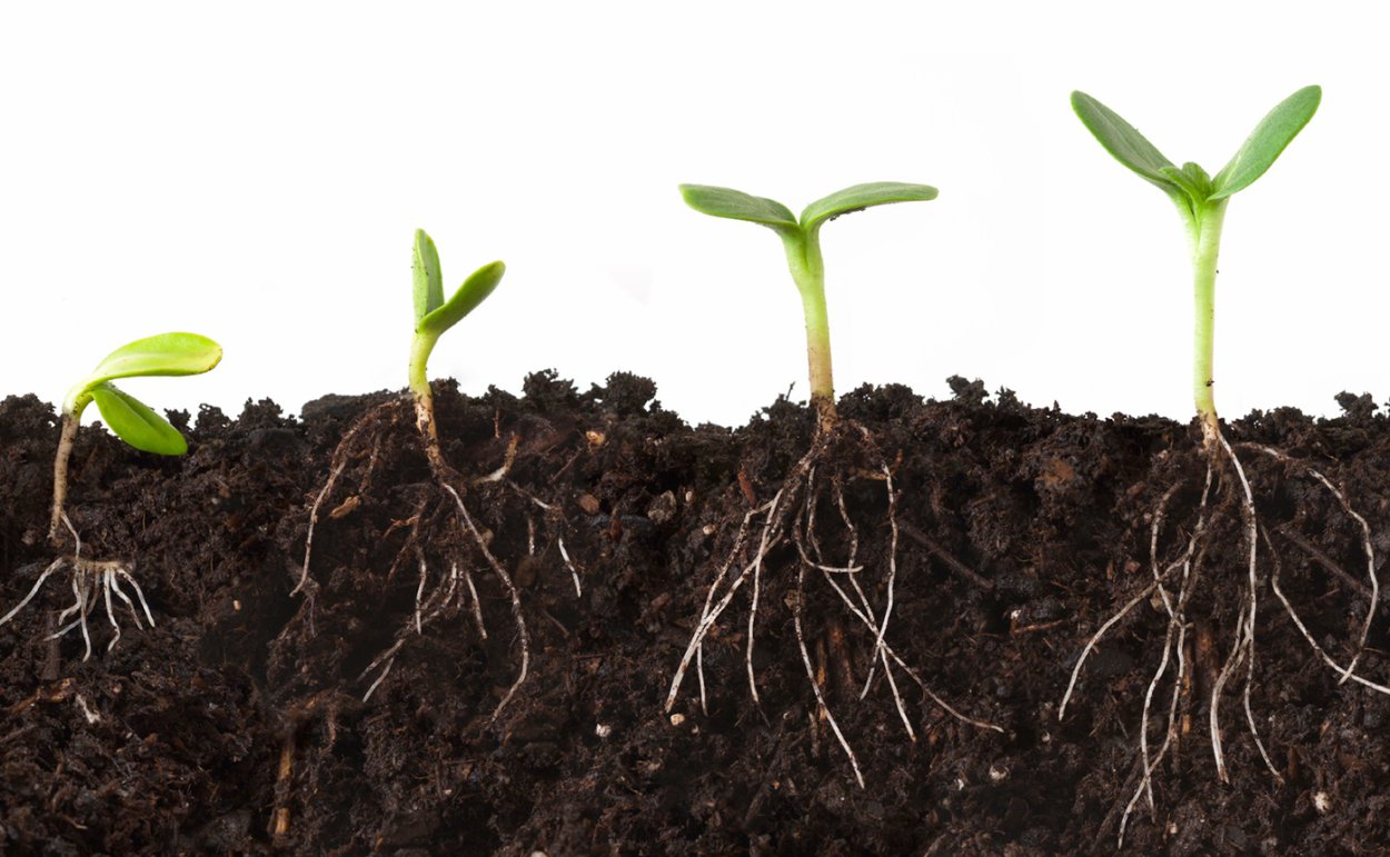 Яблоня из косточки