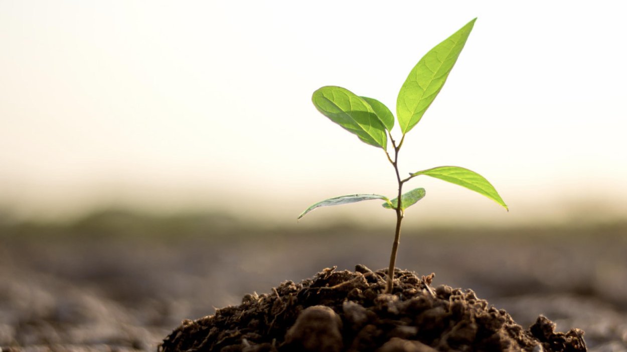 Прорастание семян яблони