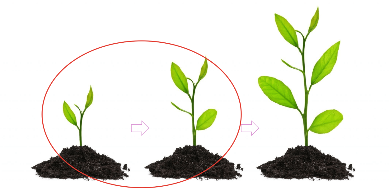 Сеянцы яблони из семян