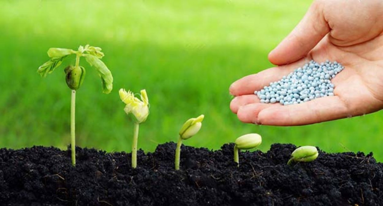 Прорастание семян проросток