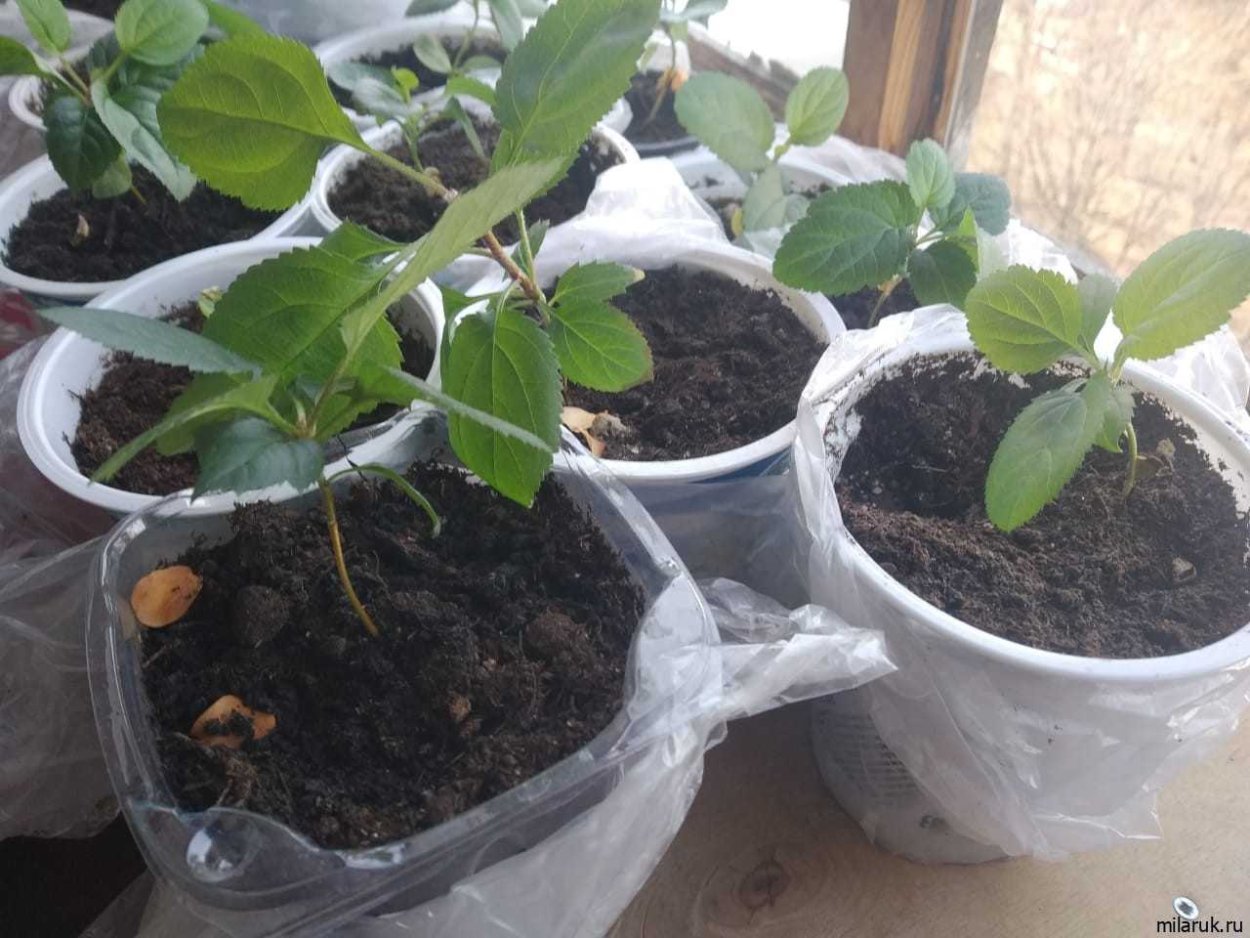 Яблоко из семечки