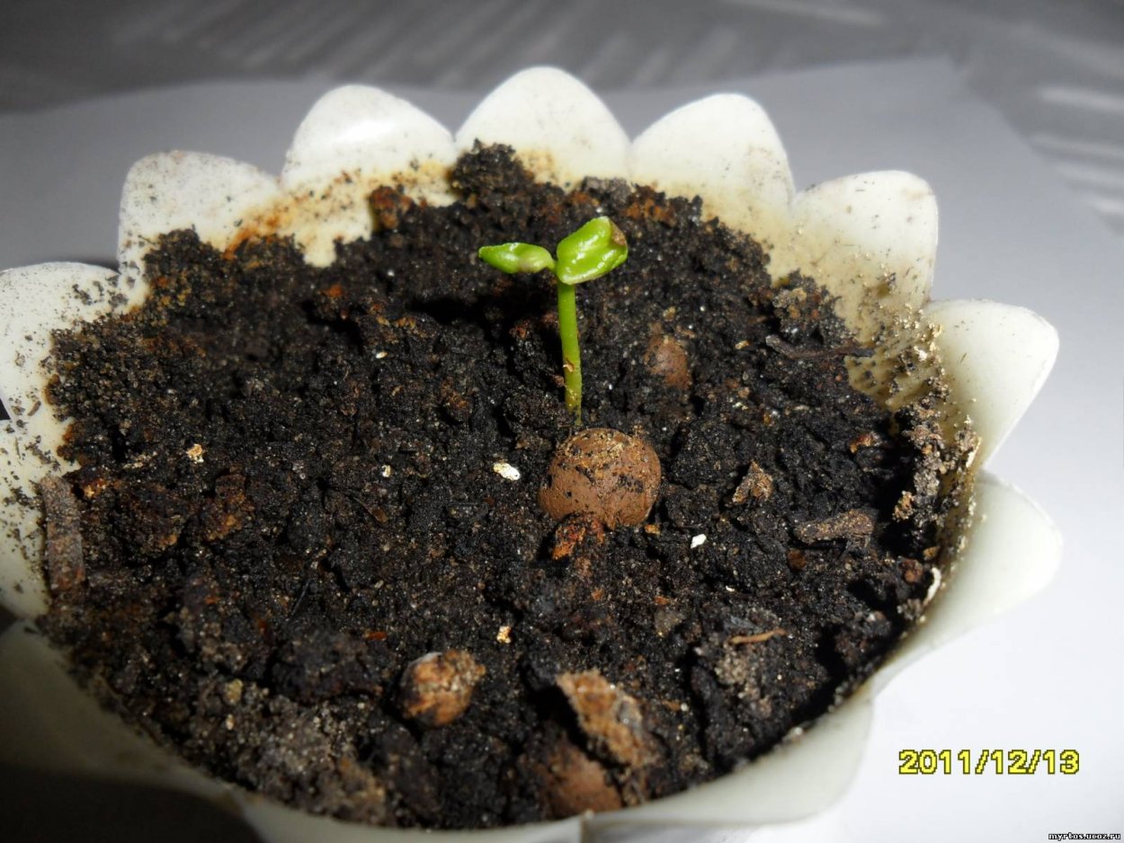 Росток растения