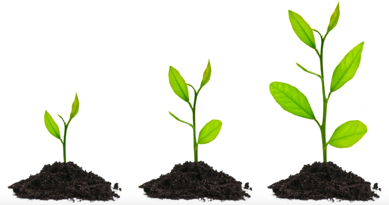 Деревце Росток