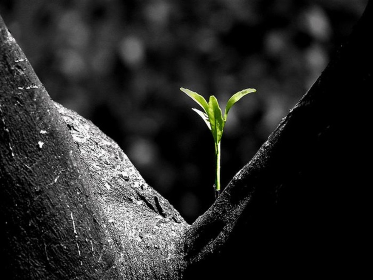 Проросток косточки черешни