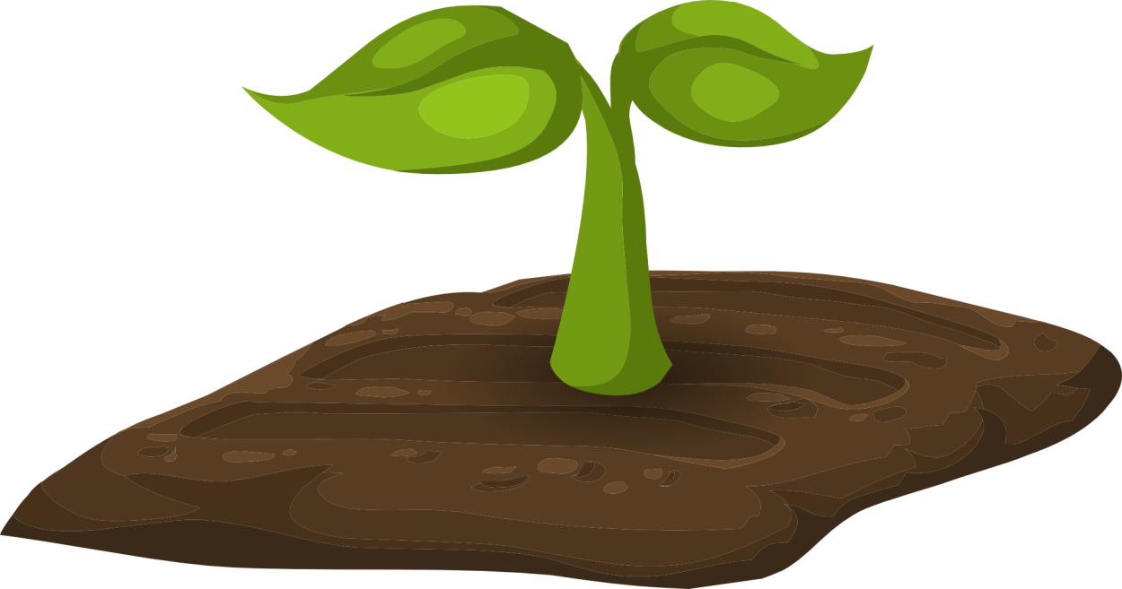 Всходы яблока