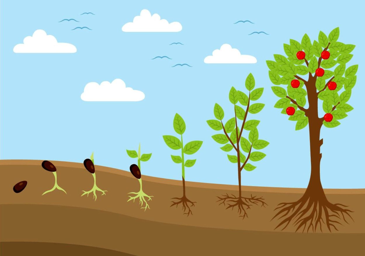 Яблоня дичка Росток