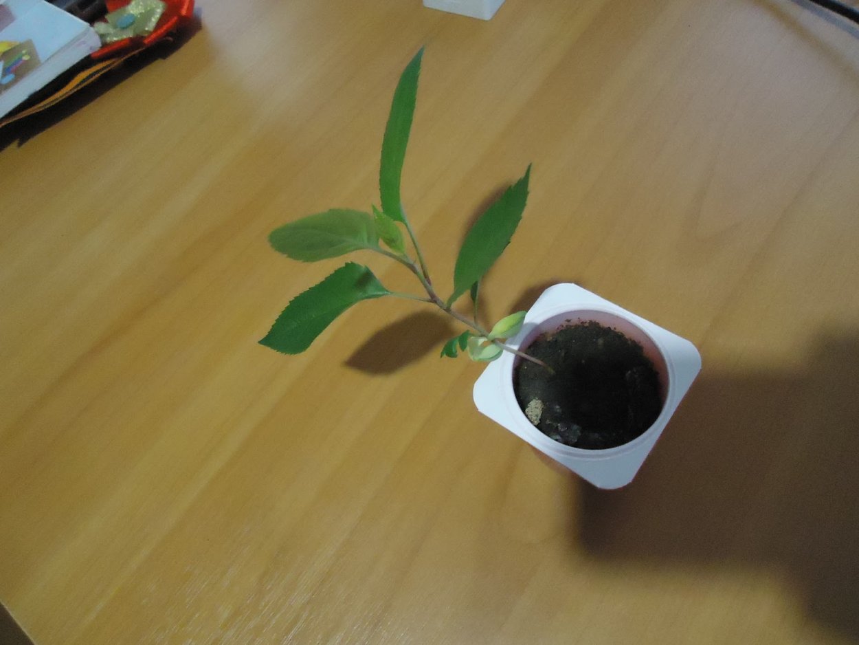 Росток весной