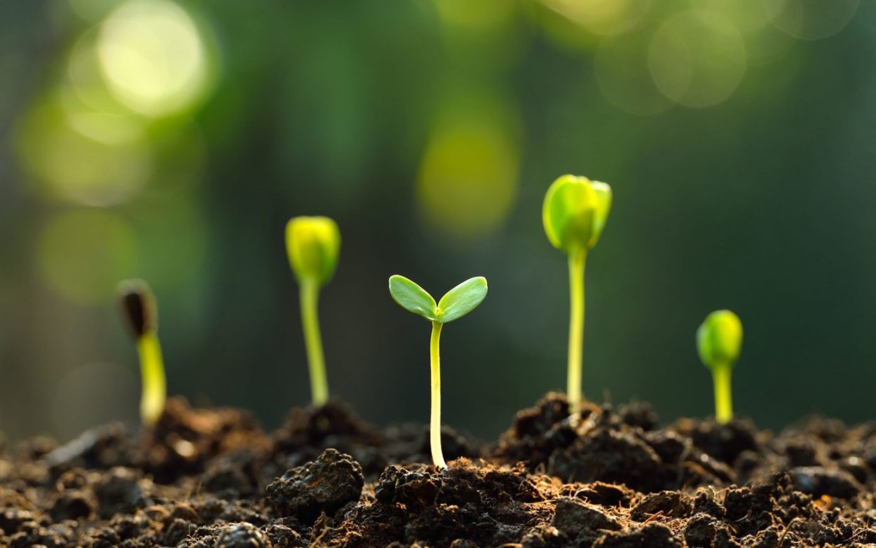 Прорастить косточку авокадо