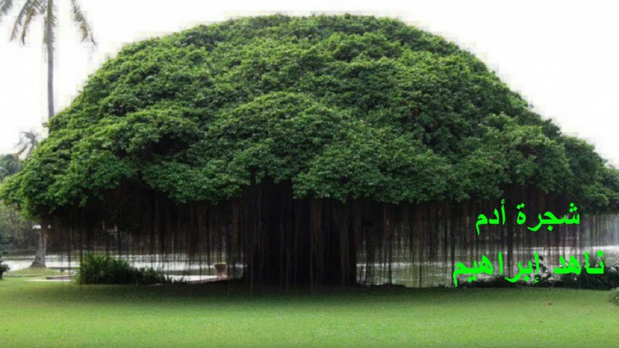 Великий Баньян дерево