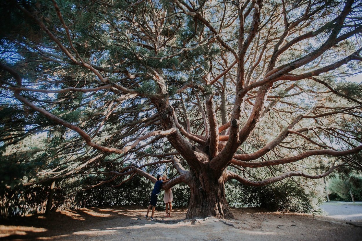 Лауан дерево