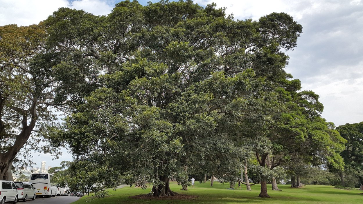 Дерево Бодхи (Ficus religiosa)
