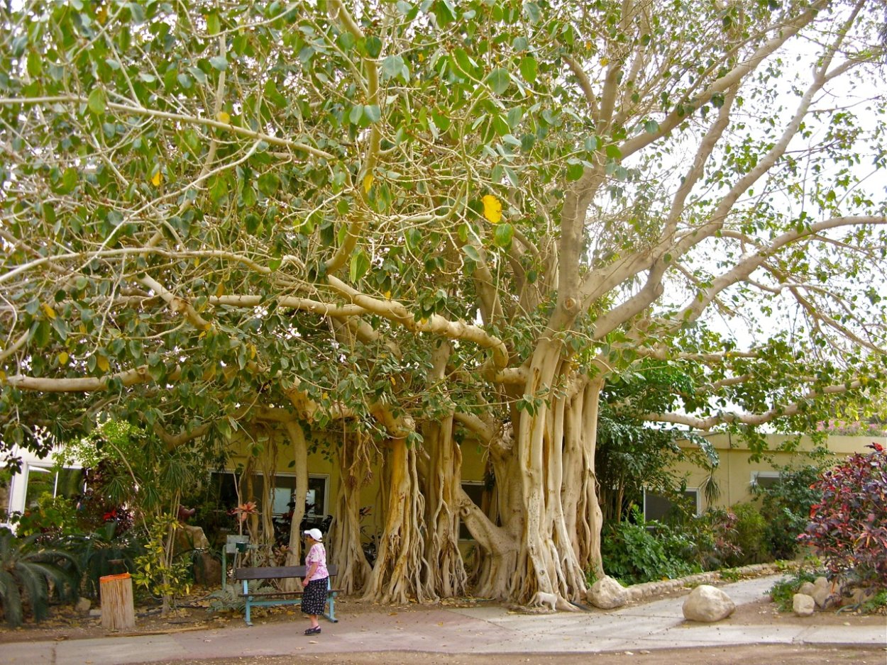 Фикус каучуконосный в дикой природе