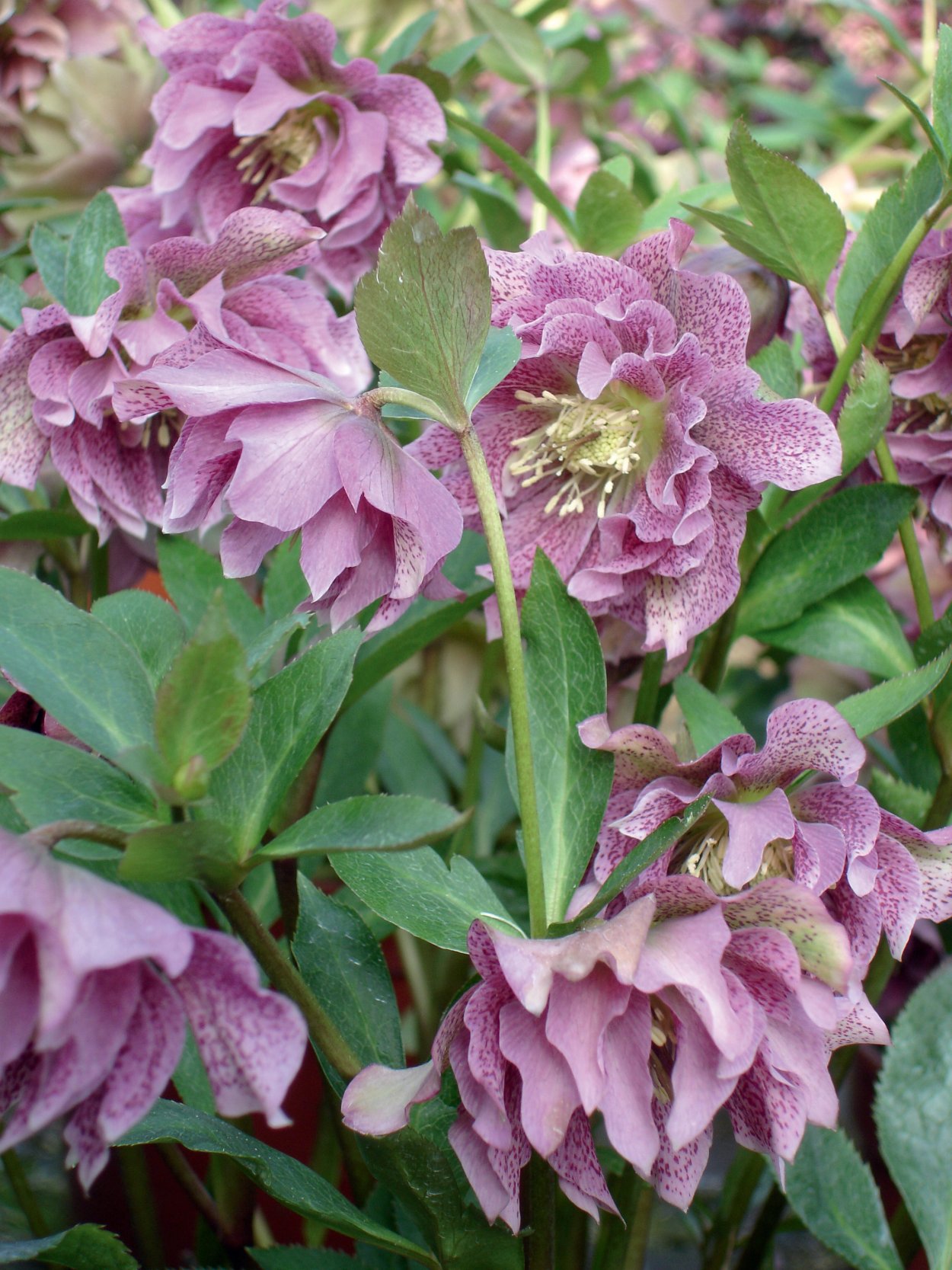 Морозник дабл. Helleborus orientalis double ellen pink. helleborus orientalis &#039;double pink&#039;. морозник дабл элен пинк. морозник элен пинк.