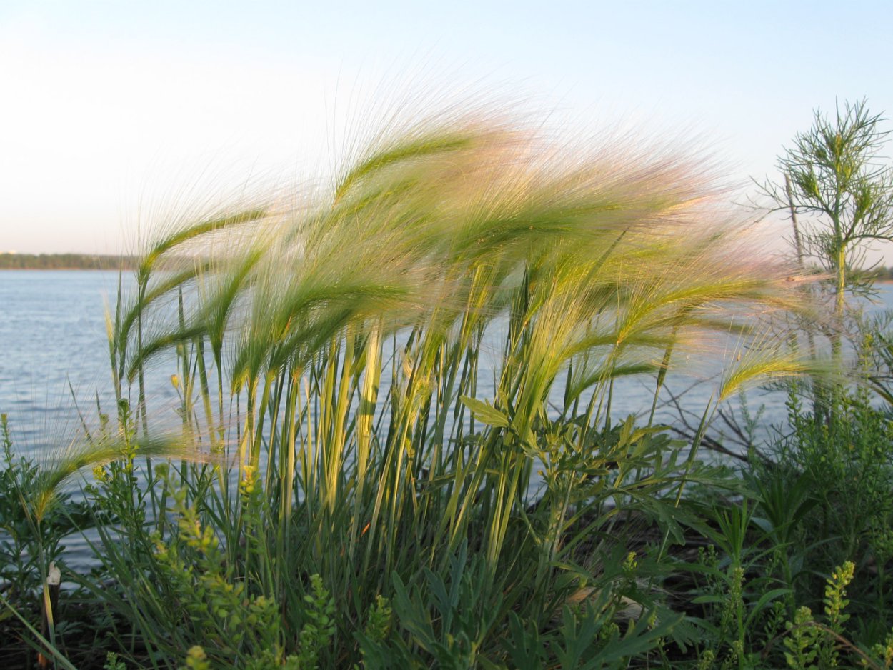 Ячмень гривастый и ковыль