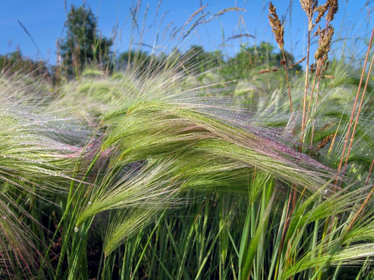 Молиния тростниковая Фонтейн