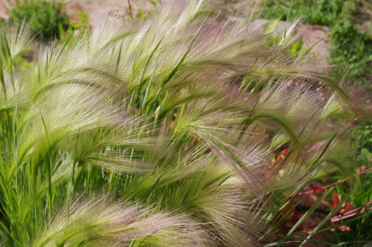 Ячмень гривастый (Hordeum jubatum)