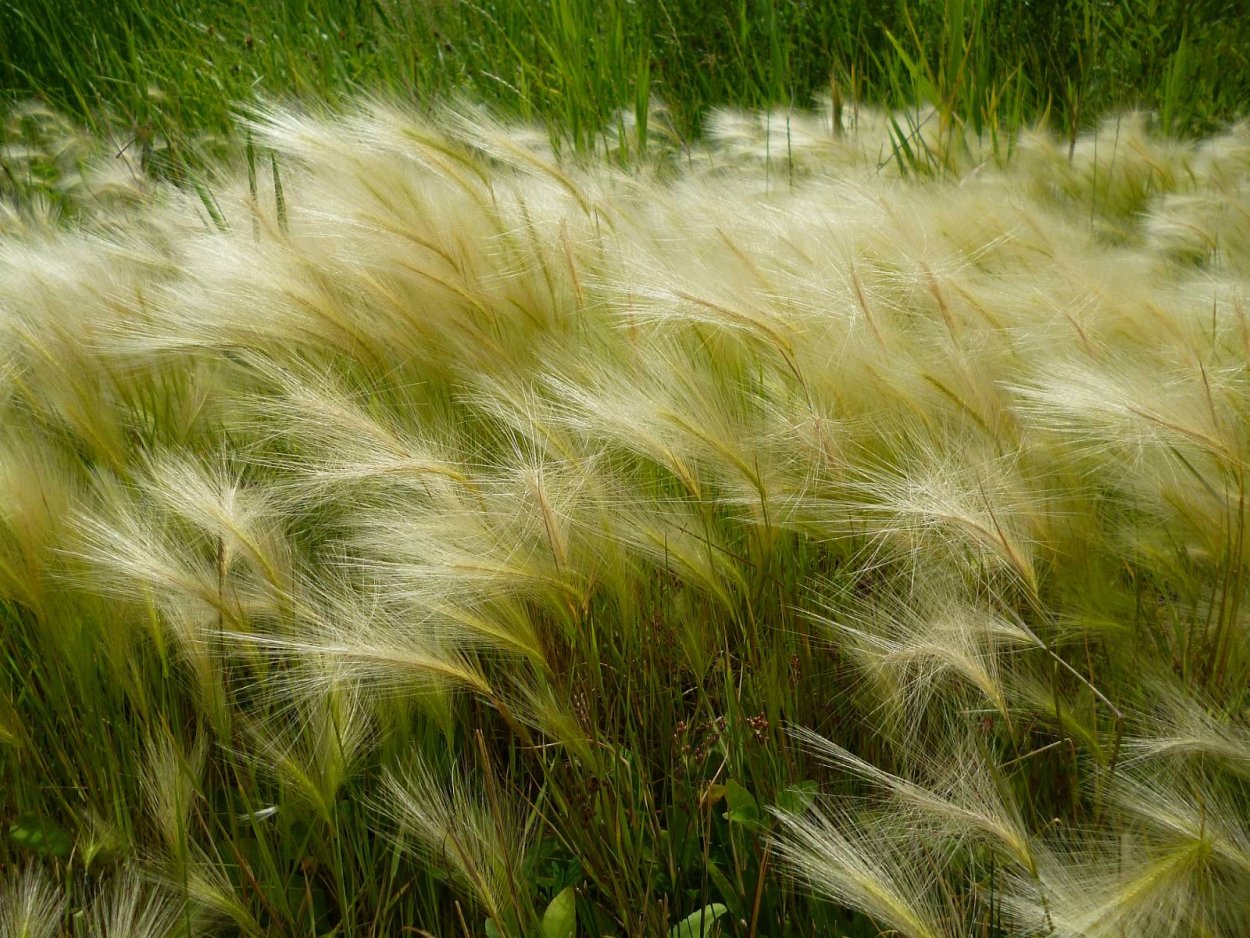 Ковыль тончайший(Stipa tenuissima) "Angel hair" декор.трава
